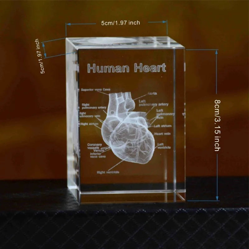 3D Laser Engraved Crystal Heart Cube – Anatomical Figurine Gift Crystal Figurine Babs