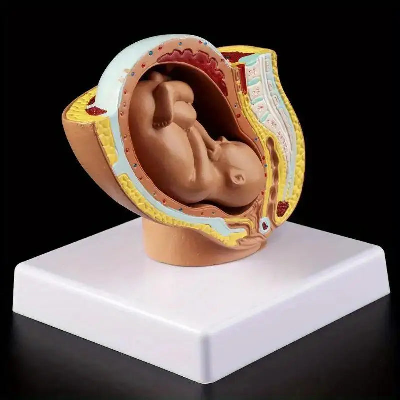 9th Month Fetal Development Model – Anatomy Teaching Aid Anatomical Teaching Model Babs