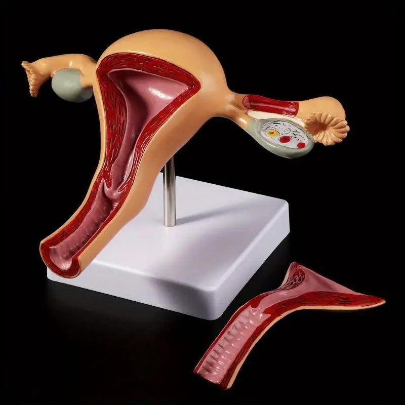 Uterus & Ovary Anatomical Teaching Model | Gynecology Anatomical Teaching Model Babs