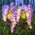 Solar Wisteria Flower Garden Light – Outdoor Waterproof Lawn Lamp Solar Garden Lamp Babs 1pc-Purple