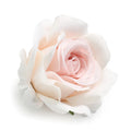 5-Pack Silk Artificial Rose Heads – Wedding & DIY Wreath Décor Artificial Flower Heads Babs Milk White 5Pcs