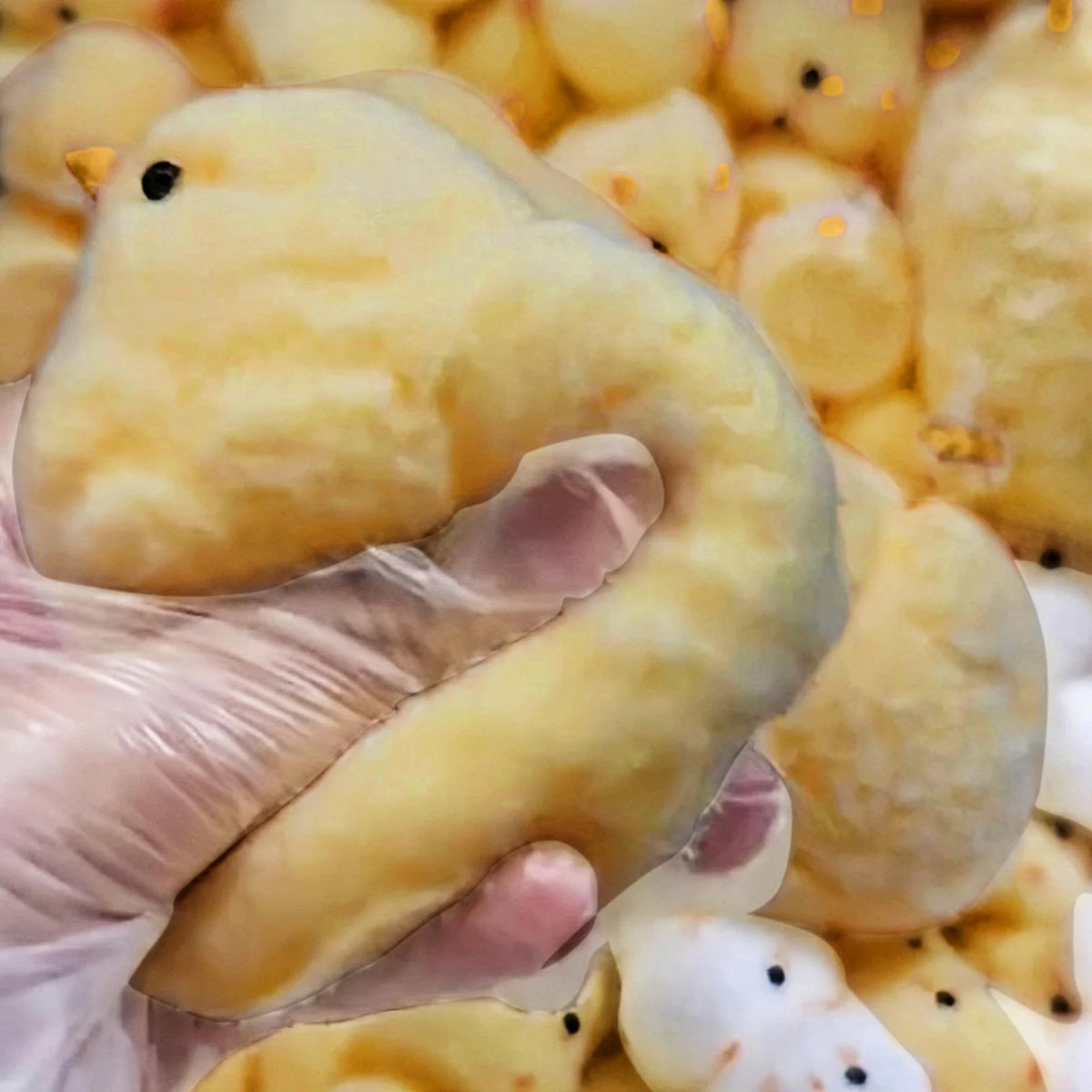 Handmade Chicken Squishy Toy – Cute Chick Fidget Squeeze Gift Squishy Fidget Toy Babs