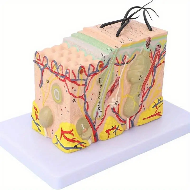 35X Magnified Human Skin Tissue Anatomy Model with Hair Follicles Anatomical Model Babs 1pc