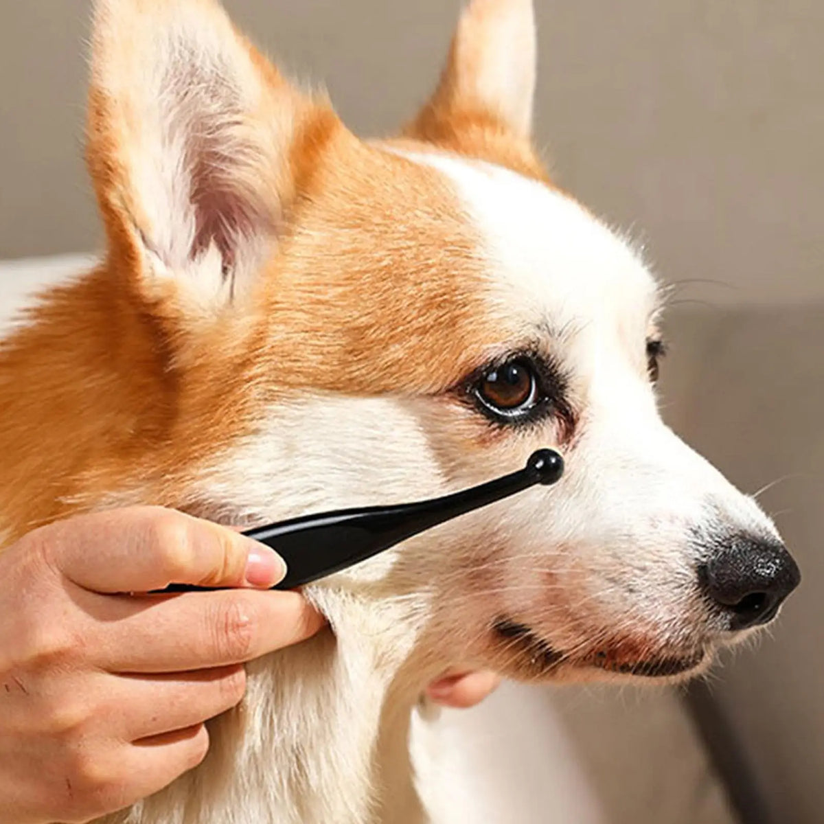 Dog Tear Stain Remover Balm 40g with Brush | Pet Eye Cleaner Pet Eye Cleaner Babs