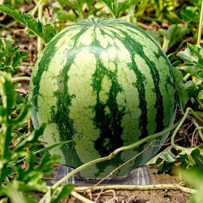 40pcs PVC Melon Pads – Fruit & Vegetable Anti-Rot Holders Fruit Protection Mats Babs