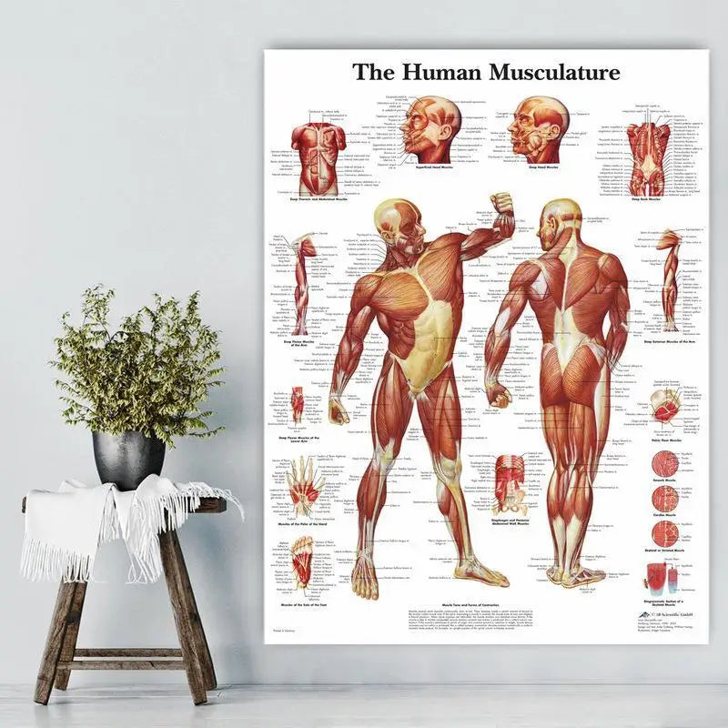 Human Anatomy Muscle System HD Canvas Wall Art Science Poster Canvas Wall Art Babs