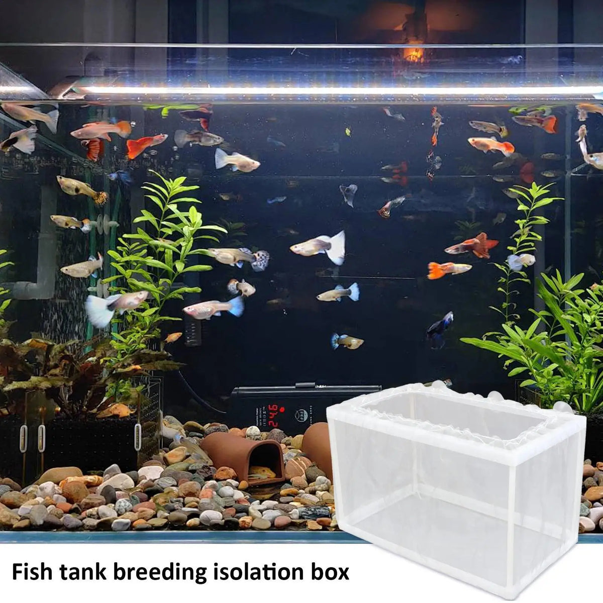 Fish Breeder Box – Aquarium Fry Hatchery & Isolation Net Tank Aquarium Breeder Box Babs