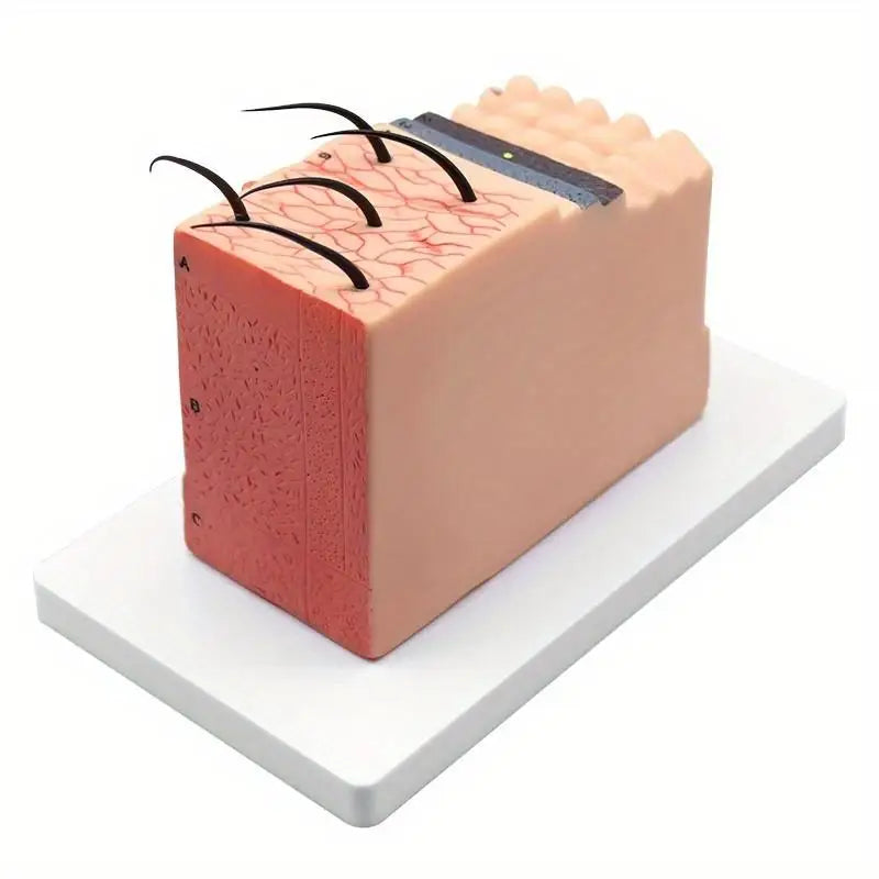 35X Human Skin Anatomy Model – Medical & Biology Teaching Anatomy Teaching Model Babs