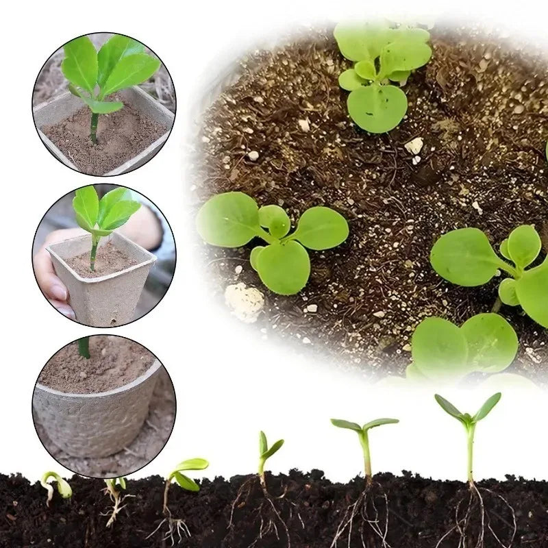 Biodegradable Peat Seed Starter Pots with Drainage Holes 20/40 Pk Seed Starter Pots Babs