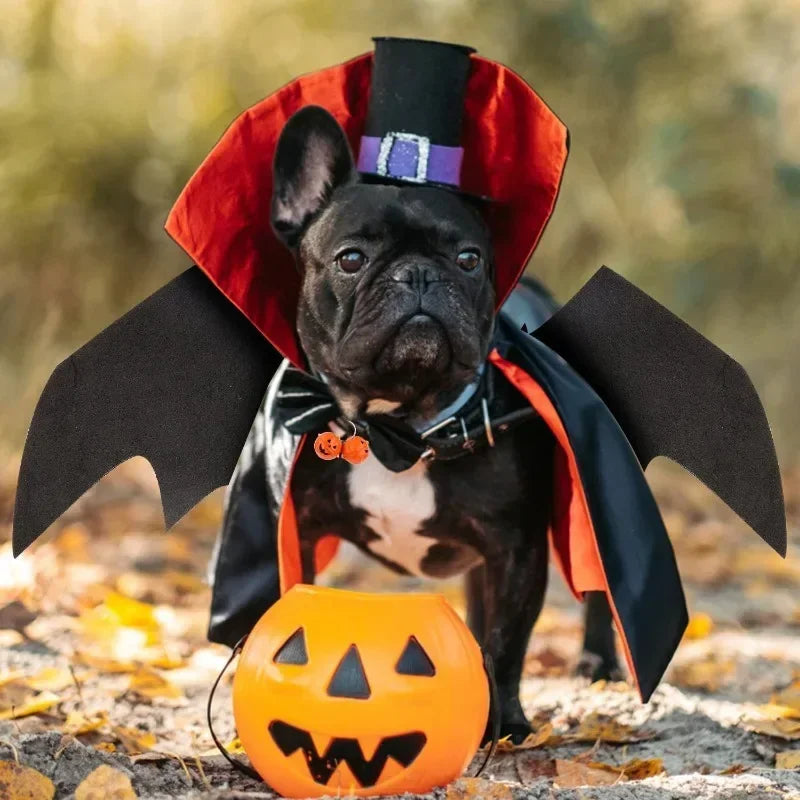 Pet Bat Wings Halloween Costume for Cats & Dogs | Adjustable Pet Halloween Costume Babs