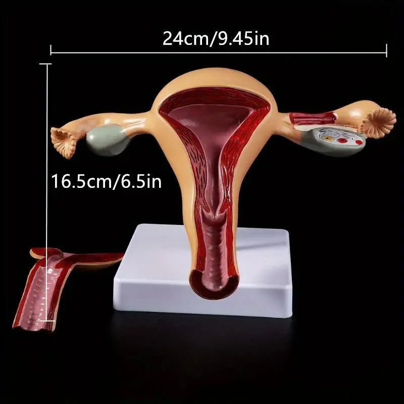 Uterus & Ovary Anatomical Teaching Model | Gynecology Anatomical Teaching Model Babs