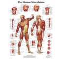 Human Anatomy Muscle System HD Canvas Wall Art Science Poster Canvas Wall Art Babs 1pc