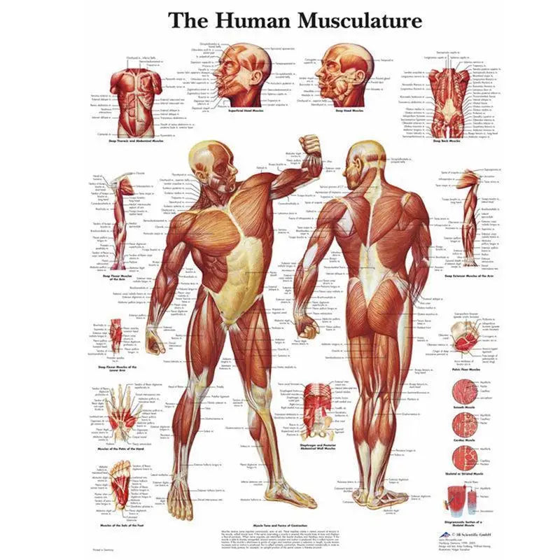 Human Anatomy Muscle System HD Canvas Wall Art Science Poster Canvas Wall Art Babs 1pc