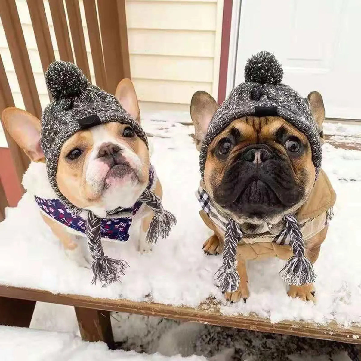 Winter Windproof Knit Dog Hat – French Bulldog & Chihuahua Dog Winter Hat Babs