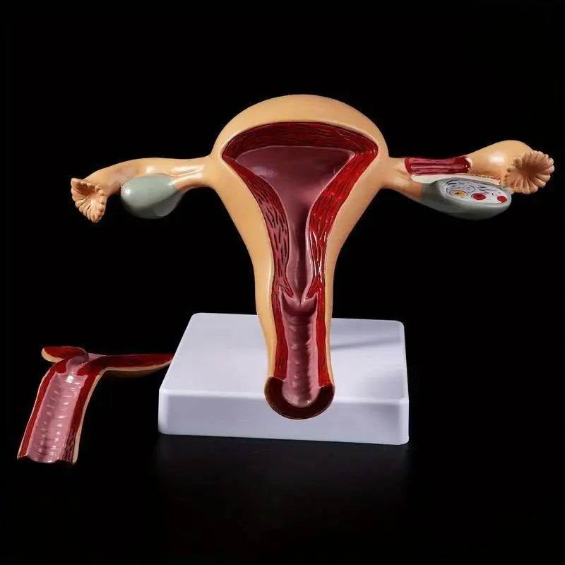 Uterus & Ovary Anatomical Teaching Model | Gynecology Anatomical Teaching Model Babs