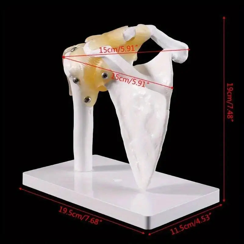 Life-Size Human Shoulder Joint Anatomy Model – Teaching Tool Anatomy Teaching Model Babs