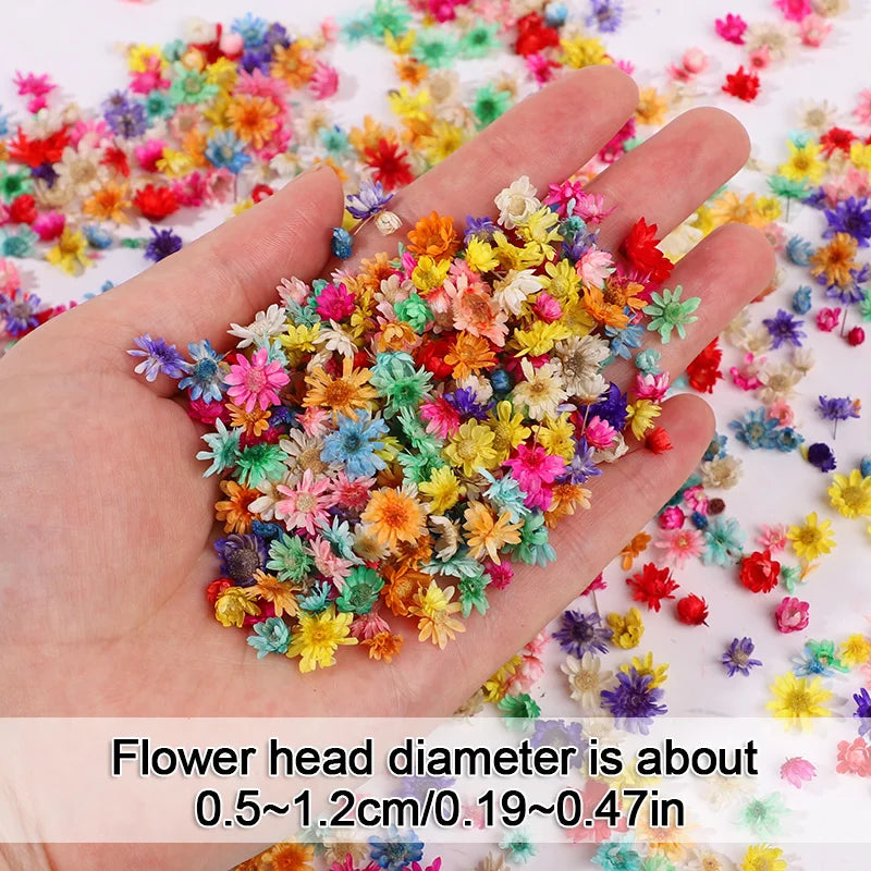 Dried Pressed Flowers 140 Heads – Resin, Nail Art & DIY Crafts Dried Pressed Flowers Babs