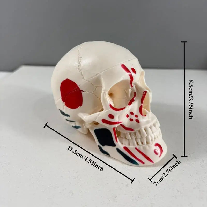 Mini Skull Skeleton Anatomy Teaching Model – Muscle Points Anatomy Teaching Model Babs