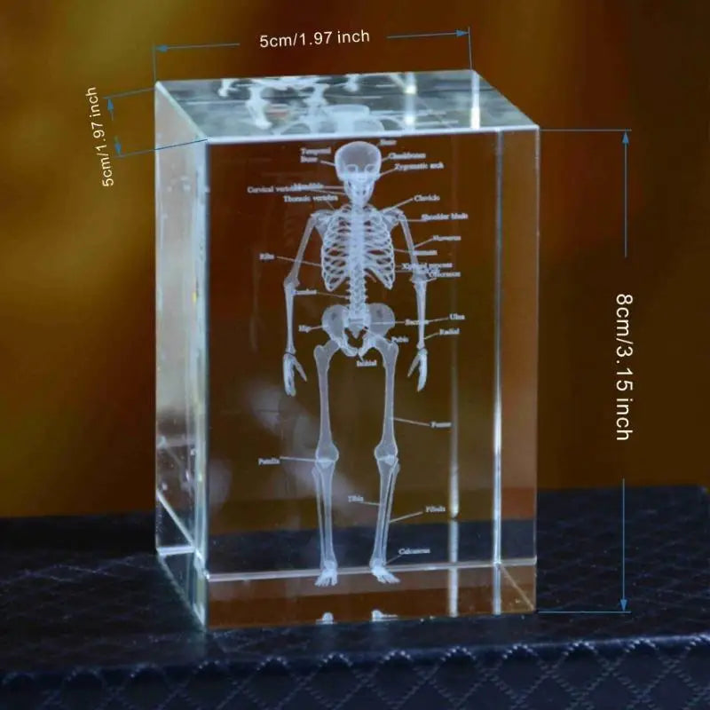 3D Laser Engraved Crystal Skeleton Cube Human Anatomy Paperweight Crystal Engraved Paperweight Babs