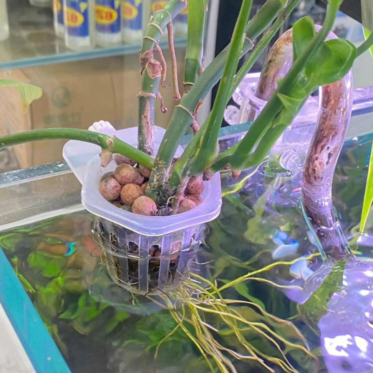 2pcs Aquarium Plant Holder Cups – Hydroponic Hanging Baskets Aquarium Plant Holder Babs