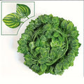 Artificial Ivy Vine Hanging Garland 30pcs – Fake Plant Decor Artificial Ivy Garland Babs watermelon 100M (50 String)