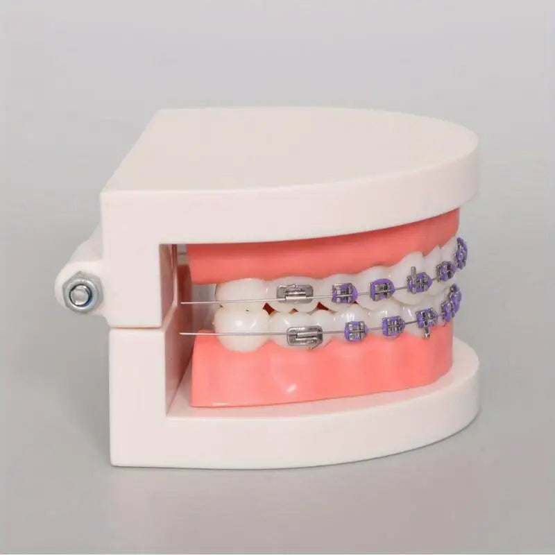 Orthodontic Teeth Model with Brackets, Arch Wire & Buccal Tube Dental Teaching Model Babs