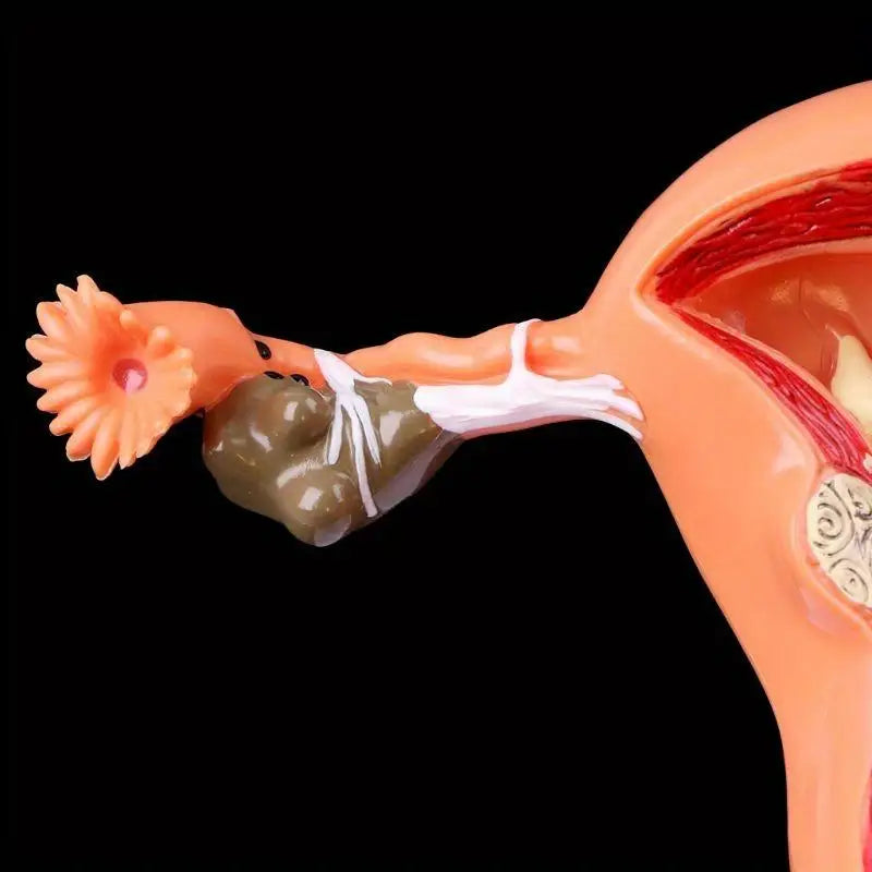 Uterus & Ovary Cross-Section Anatomy Model | Medical Study Tool Anatomy Model Babs