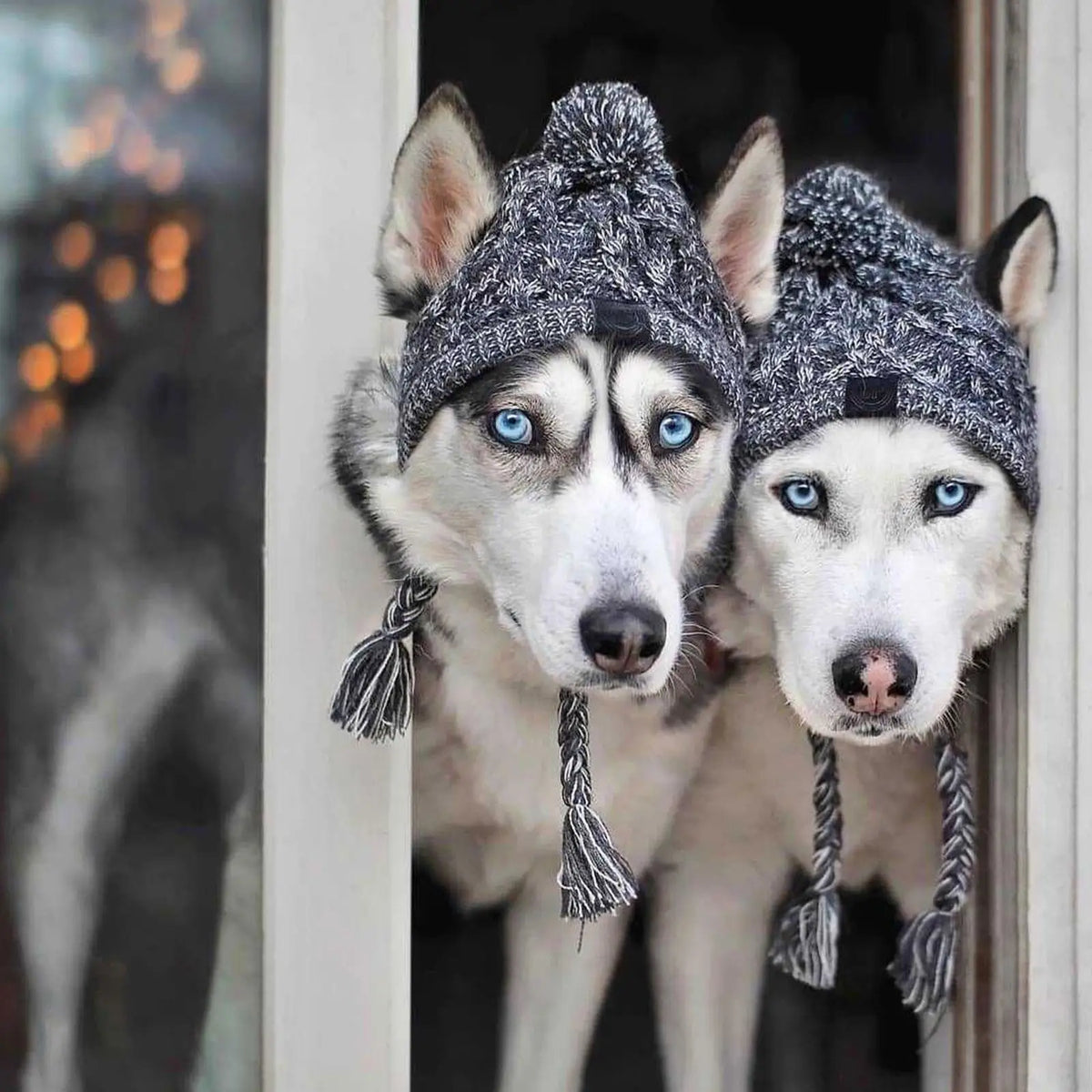 Winter Windproof Knit Dog Hat – French Bulldog & Chihuahua Dog Winter Hat Babs