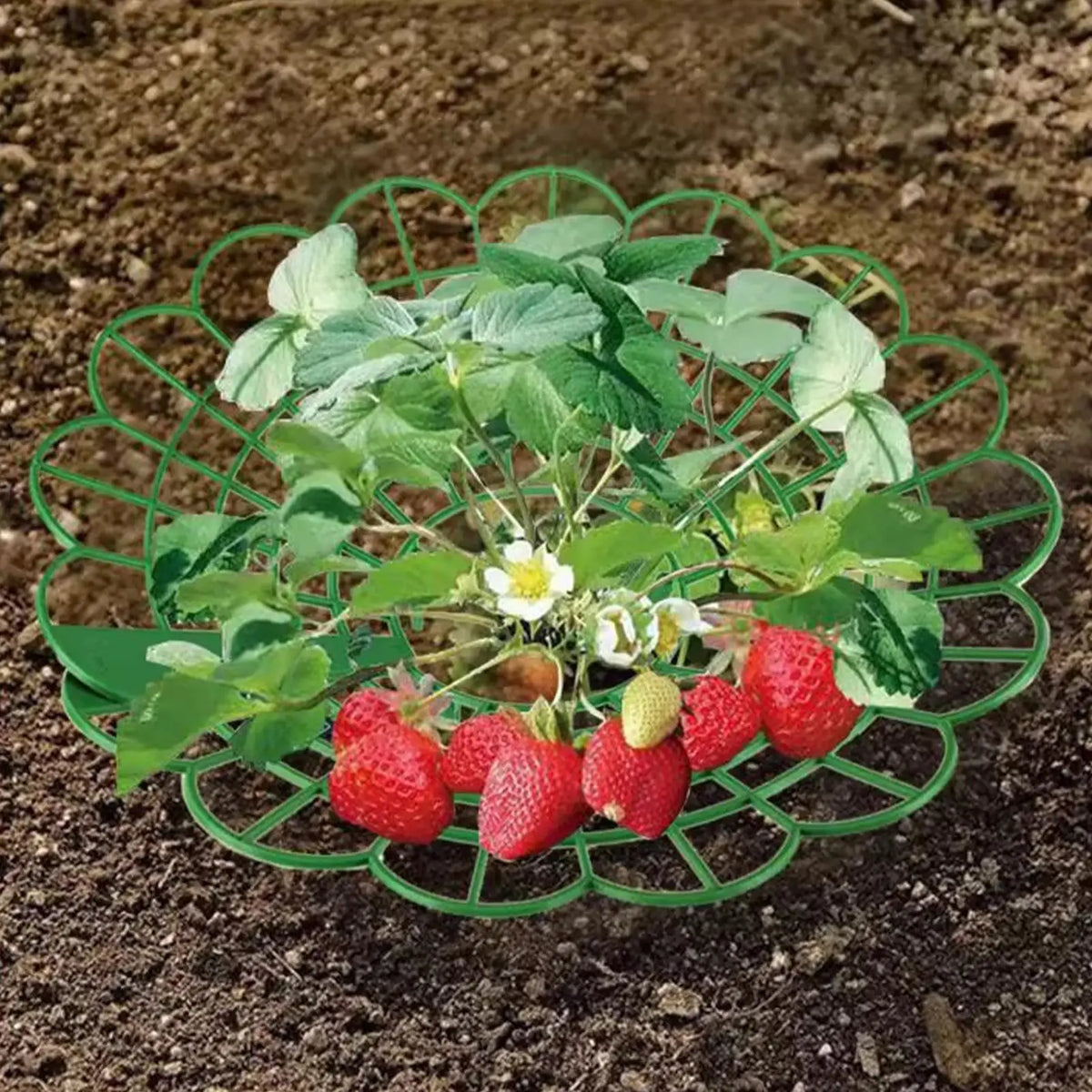 Strawberry & Watermelon Garden Support Frame | Planting Rack Garden Support Frame Babs