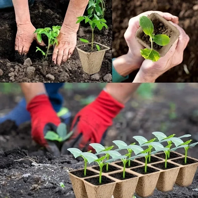 10-Cell Biodegradable Seed Starter Tray | Eco Paper Pulp Nursery Seed Starter Tray Babs