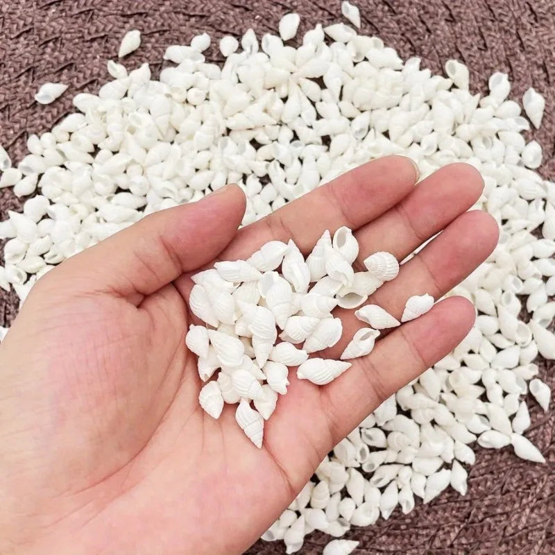 White Spiral Sea Shells 350pcs – Wedding, Decor & DIY Crafts Decorative Sea Shells Babs