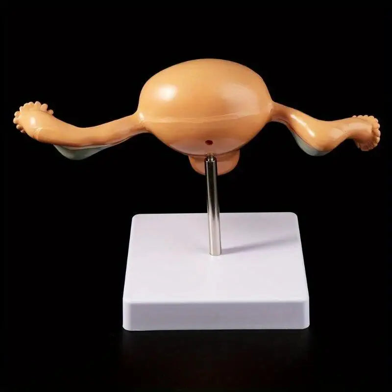 Uterus & Ovary Anatomical Teaching Model | Gynecology Anatomical Teaching Model Babs