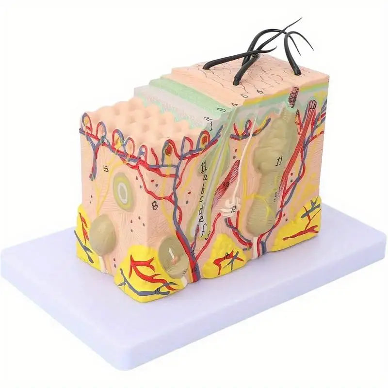 35X Magnified Human Skin Tissue Anatomy Model with Hair Follicles Anatomical Model Babs