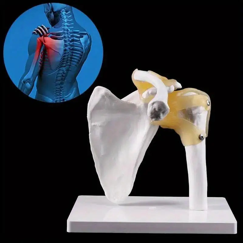 Life-Size Human Shoulder Joint Anatomy Model – Teaching Tool Anatomy Teaching Model Babs