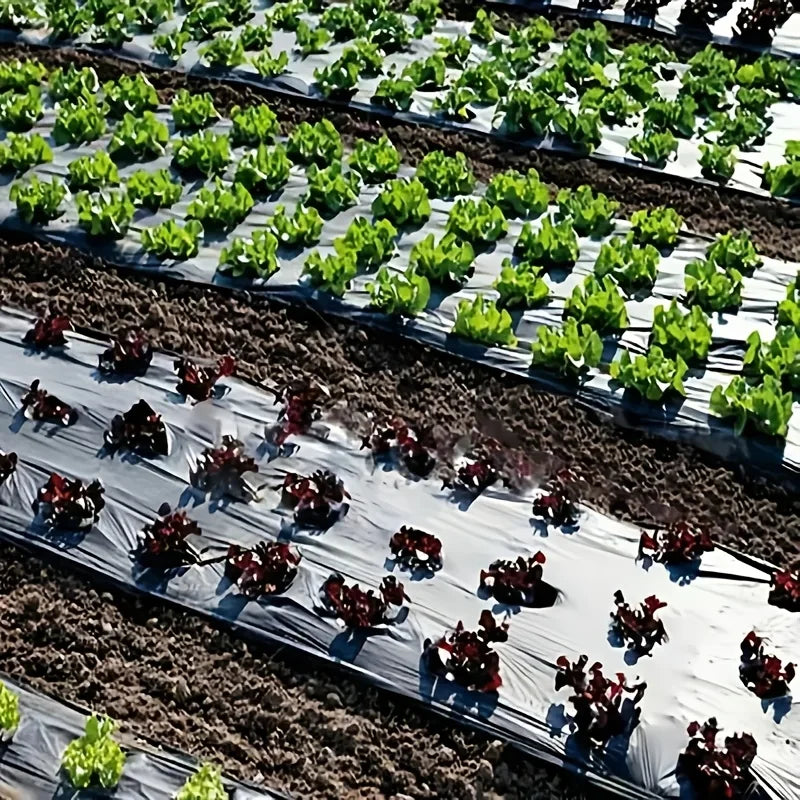 Garden Weed Control Barrier Film with Planting Holes | PE Mulch Garden Mulch Film Babs
