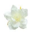 10Pcs Silk Peony Artificial Flowers for Wedding & Home Décor Artificial Silk Flowers Babs White 10Pcs