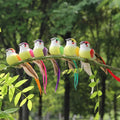 Decorative Simulation Feather Birds for Garden & Crafts – 6pcs Garden Decorative Birds Babs 6pcs
