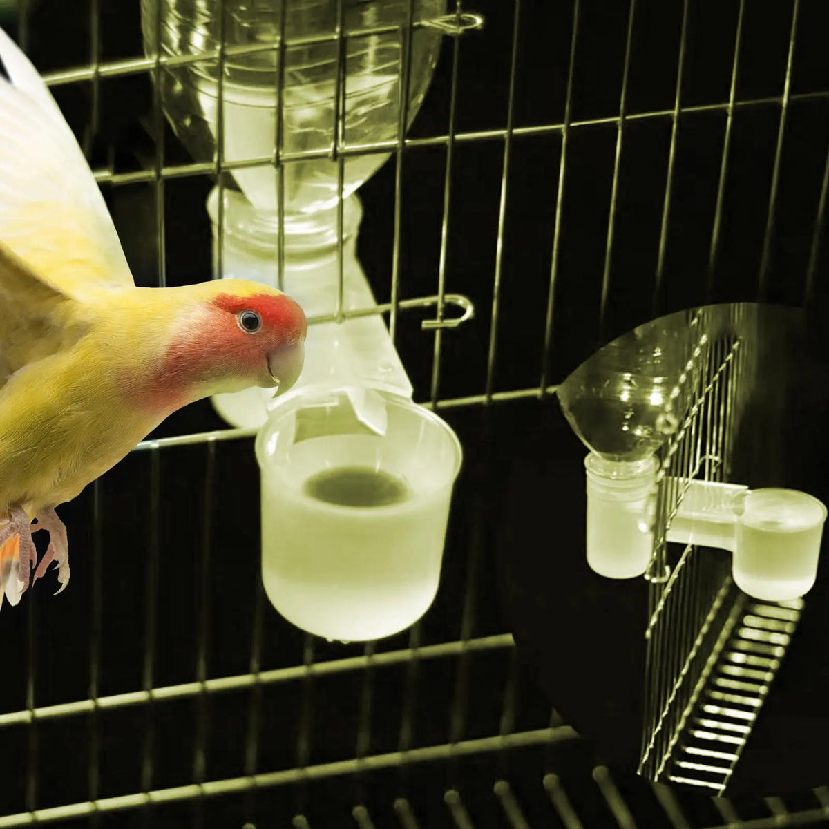 Double Nozzle Bird Water Feeder for Parrots, Pigeons & More Bird Water Feeder Babs