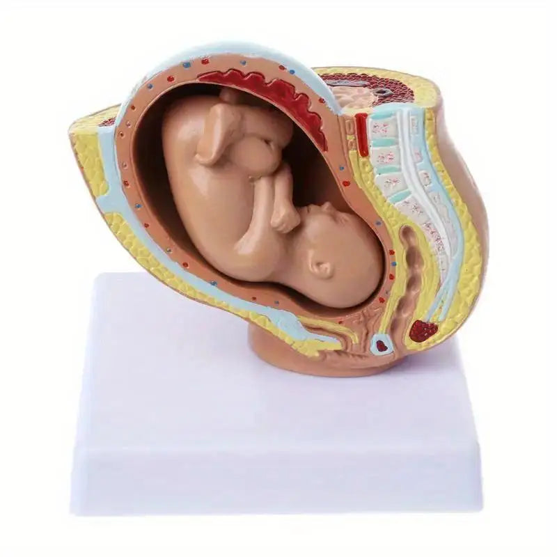 9th Month Fetal Development Model – Anatomy Teaching Aid Anatomical Teaching Model Babs 1pc