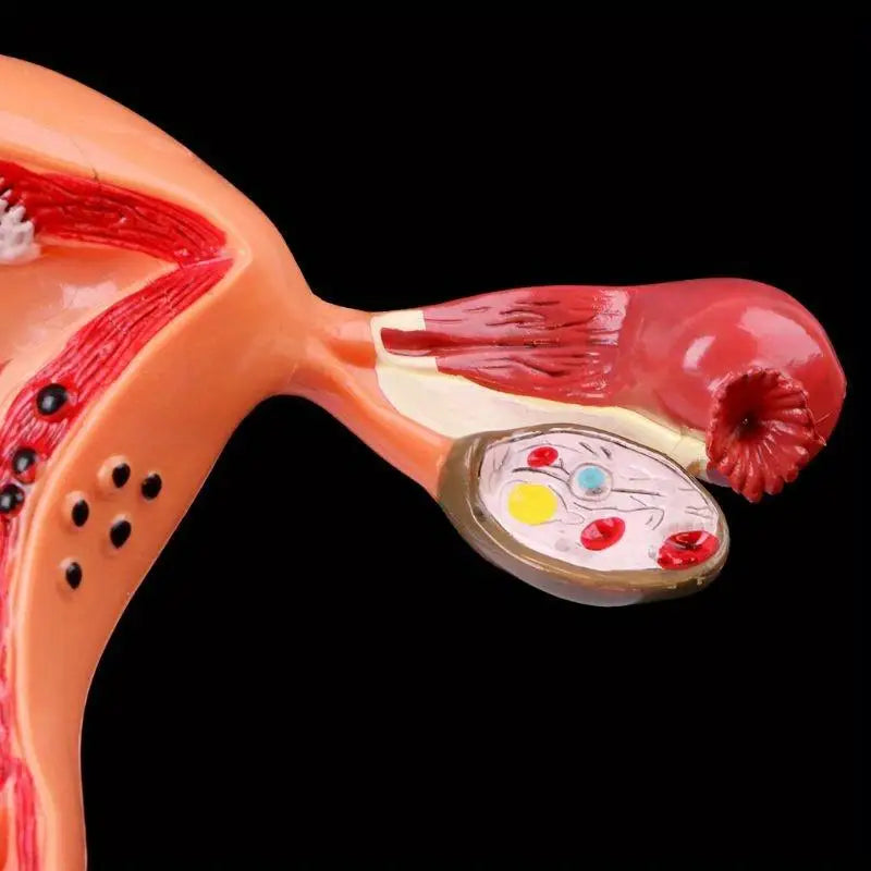 Uterus & Ovary Cross-Section Anatomy Model – Medical Study Tool Anatomy Model Babs