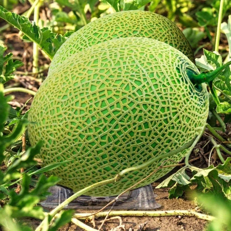 40pcs PVC Melon Pads – Fruit & Vegetable Anti-Rot Holders Fruit Protection Mats Babs