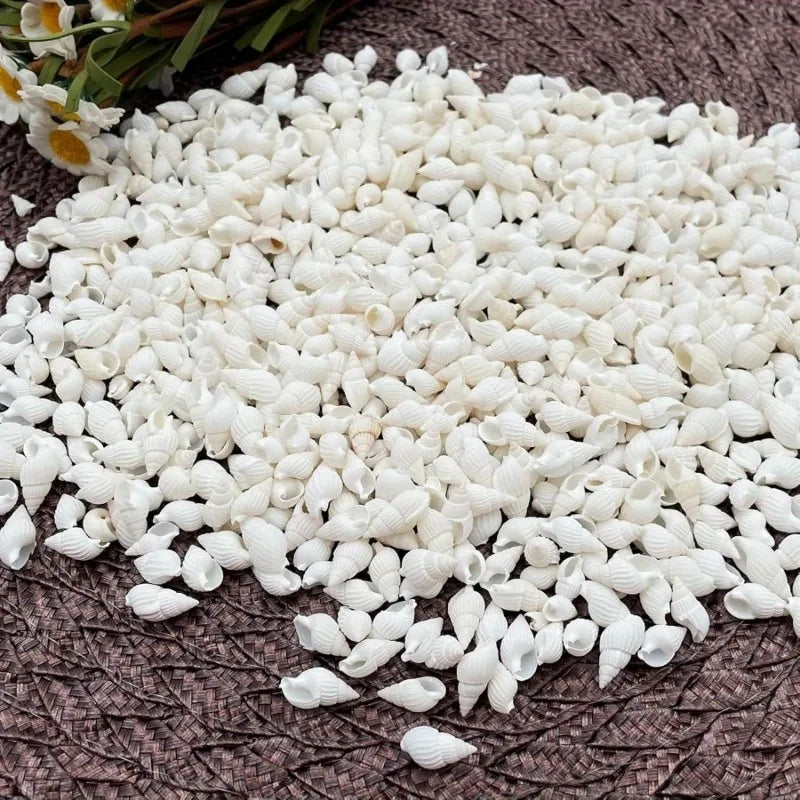 White Spiral Sea Shells 350pcs – Wedding, Decor & DIY Crafts Decorative Sea Shells Babs