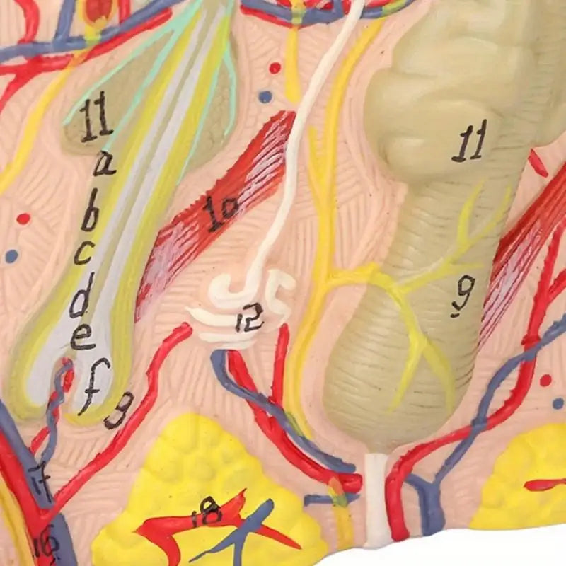 35X Magnified Human Skin Tissue Anatomy Model with Hair Follicles Anatomical Model Babs
