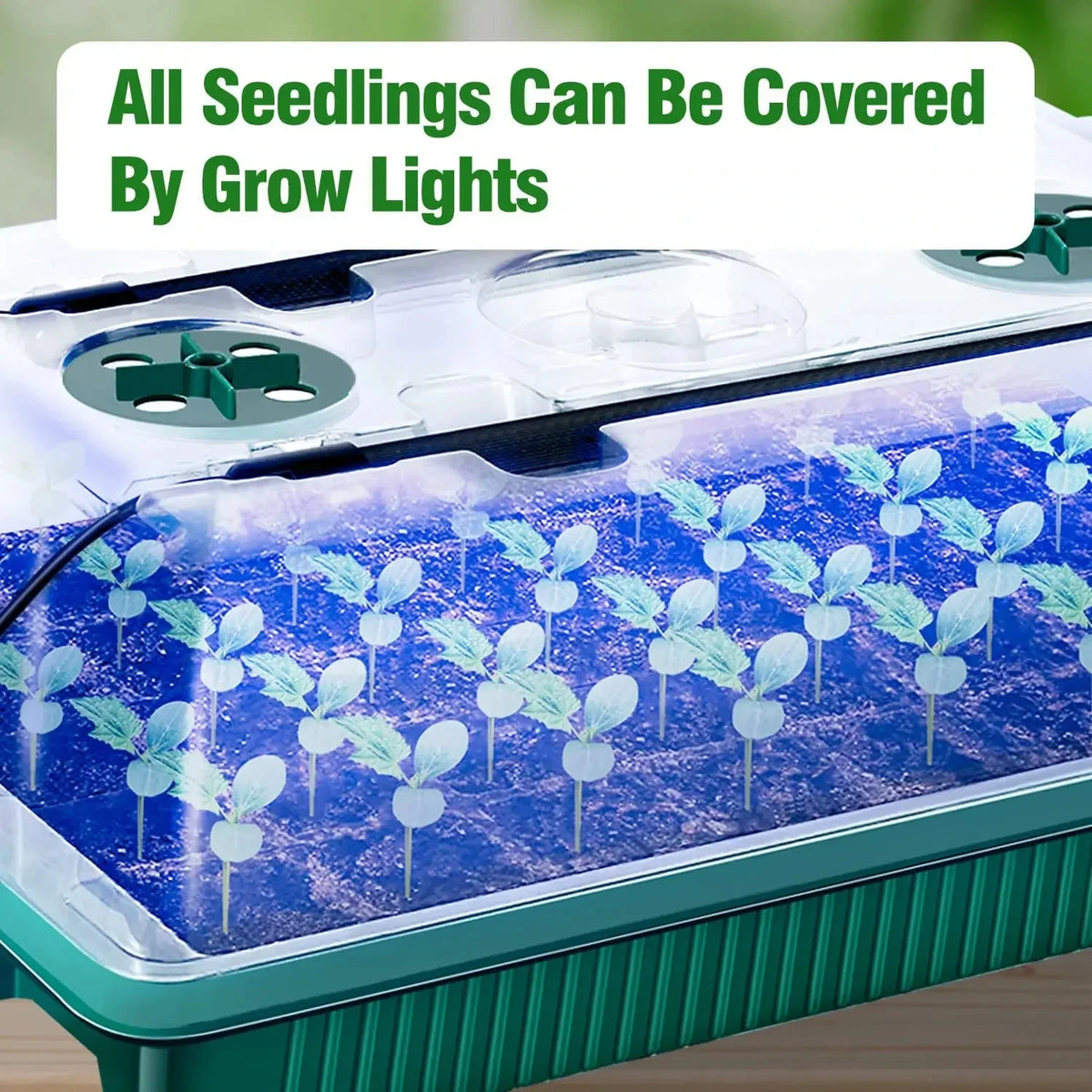 2-Pack Seed Starter Trays 80 Cells, LED Grow Lights & Smart Timer Seed Starter Kit Babs