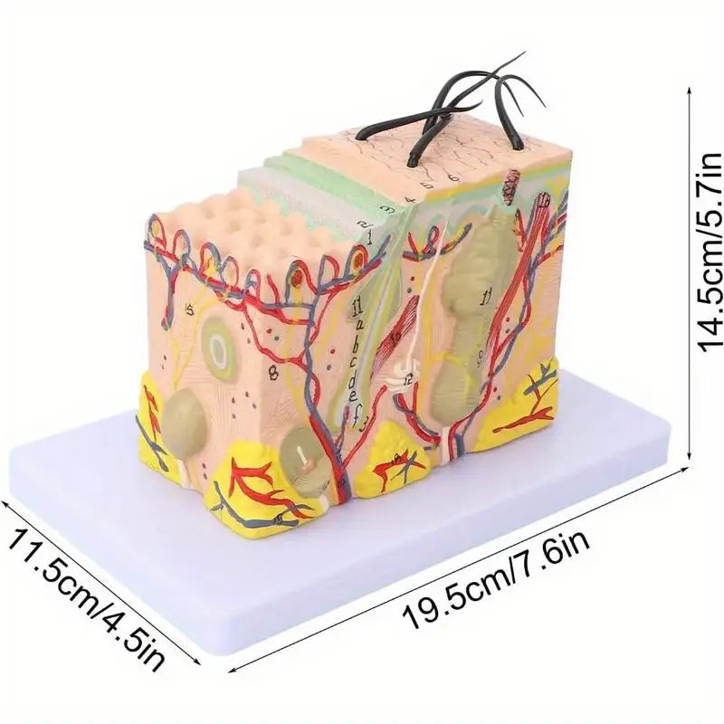 35X Magnified Human Skin Tissue Anatomy Model with Hair Follicles Anatomical Model Babs