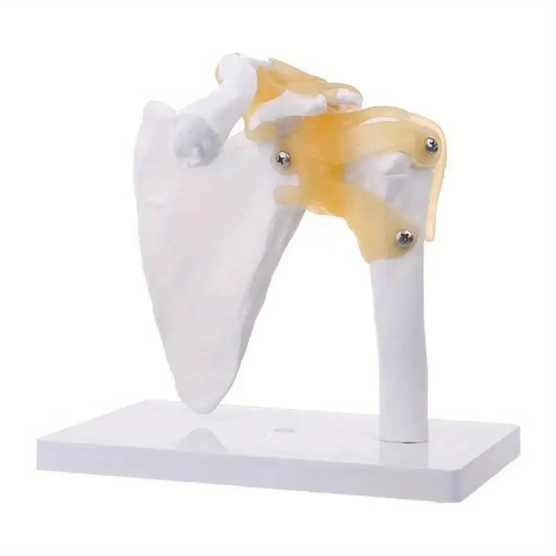 Life-Size Human Shoulder Joint Anatomy Model – Teaching Tool Anatomy Teaching Model Babs
