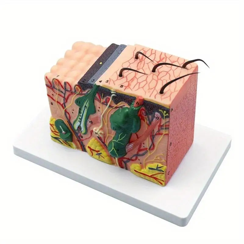 35X Human Skin Anatomy Model – Medical & Biology Teaching Anatomy Teaching Model Babs 1pc