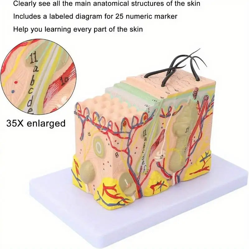 35X Magnified Human Skin Tissue Anatomy Model with Hair Follicles Anatomical Model Babs