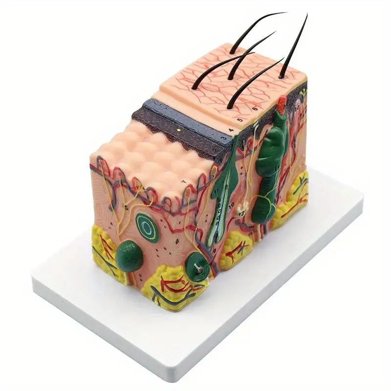 35X Human Skin Anatomy Model – Medical & Biology Teaching Anatomy Teaching Model Babs