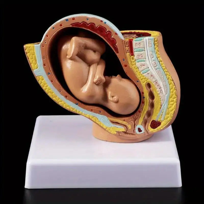 9th Month Fetal Development Model – Anatomy Teaching Aid Anatomical Teaching Model Babs